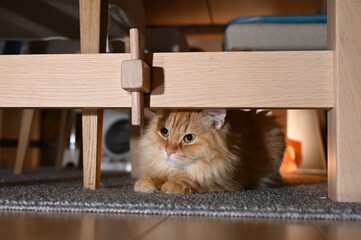 暗いところに隠れる猫（マンチカン）