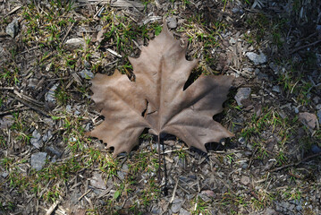 Close Up of  Dried Maple Leaf on Ground 