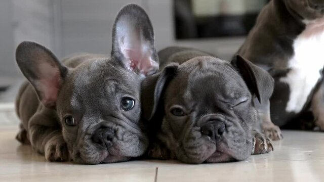 Small adorable french bulldog dog is sitting, looking at the camera, turning his head 