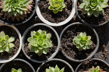 succulent plant seedlings in in plastic pots. top view