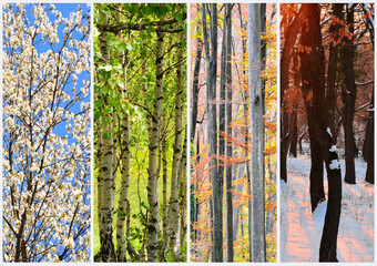 Four seasons of year.Winter, spring, summer, autumn.Four season collage from vertical banners with...