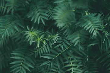 Tropical dark green leaves, abstract pattern leaf, nature background