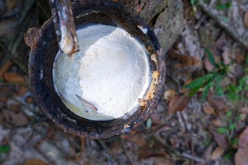 Rubber Latex, Rubber tree.