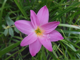 Fairy lily ( Zepyranthes)