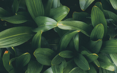 Tropical green leaves, abstract leaf pattern, nature background, natural texture