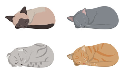 Sleeping different cats. Siamese, lop-eared, red-headed and russian blue cat.