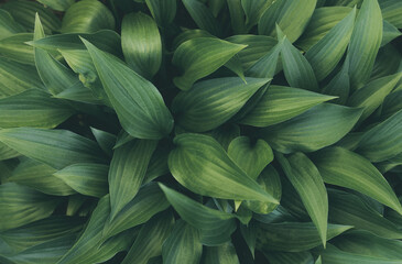 Tropical green leaves, abstract pattern natural background, nature texture leaf