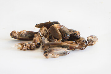 cricket white background