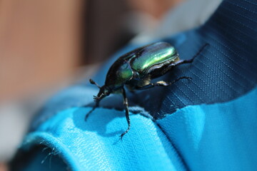 Close up of a beetle walking on a blue bag