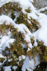 Schnee liegt im Winter auf einem Wacholder mit Beeren (Heide-Wacholder / Gemeiner Wacholder (Lat.: Juniperus communis)