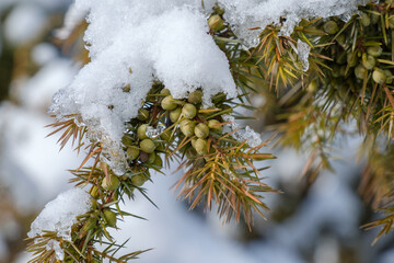 Schnee liegt im Winter auf einem Zweig mit Wacholderbeeren - Wacholder (Heide-Wacholder / Gemeiner...