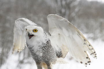 Fototapeta premium White snowy owl flaps its large wings