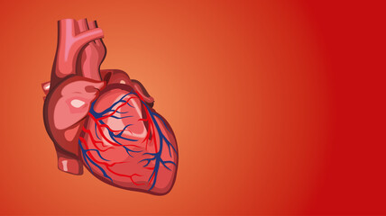 Human heart