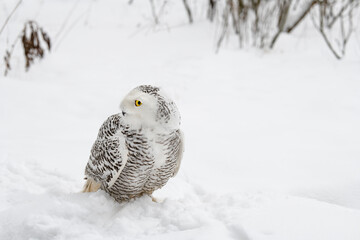 White snowy owl sits on a snowy field