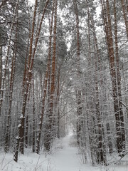 Fototapeta premium pine forest
