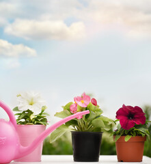 Seedling flowers of petunias in pots and watering can in the garden.
