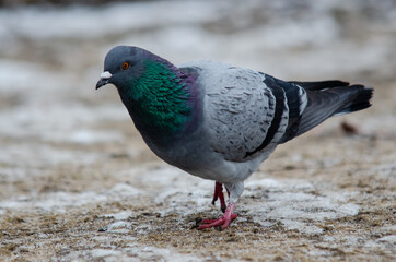 Cute feral pigeon looking for food on a frozen ground in the park