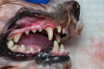 dog teeth after scaling