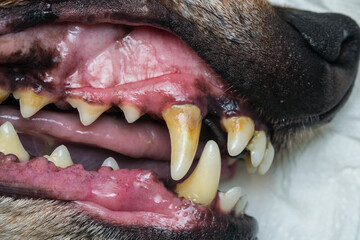 close-up photo of a dog teeth with tartar or bacterial plaque