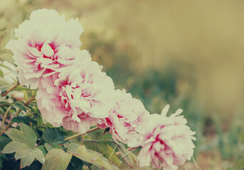 A very soft vintage photo with soft focus. Pink peonies in the garden. 