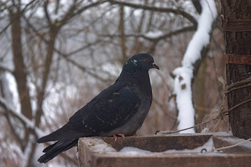 pigeon on the edge of the bird feeder