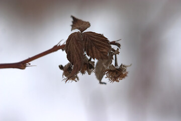 Obraz premium dry raspberry sprig on a winter morning