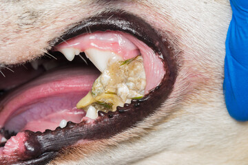 This Dog Had a piece of  Bone Stuck On His Teeth and Cannot Eat Or Drink