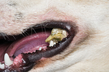 This Dog Had a piece of  Bone Stuck On His Teeth and Cannot Eat Or Drink