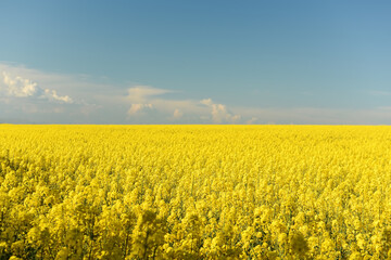 Obraz premium Bright blooming rapeseed field and blue sky. blooming field on a sunny day.