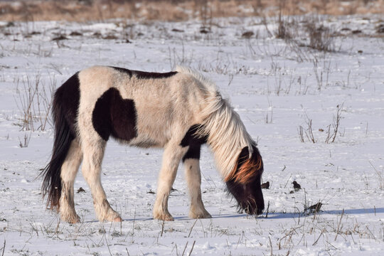 Wild horses in the snow