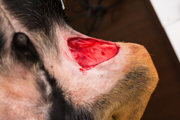 close-up photo of a dog leg with a big open  wound