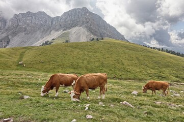 Fototapeta na wymiar Grazing cows in Val Gardena, South Tyrol, Italy
