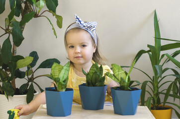 Funny little girl gardener with plants in the room at home.  Child watering and caring for indoor plants. Transplants flowers. Home gardening concept. Earth Day. Little helper by chores.