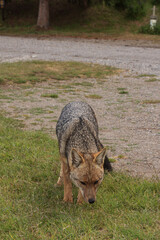 Close-up view of South American gray fox in Los Alerces National Park, Patagonia, Argentina