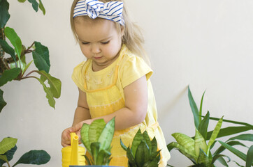 Funny little girl gardener with plants in the room at home.  Child watering and caring for indoor plants. Transplants flowers. Home gardening concept. Earth Day. Little helper by chores.