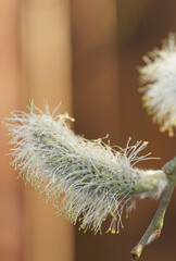 ripe catkins on a blurred background in the garden