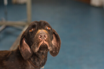 german harriei dog breed with chronic dermatitis