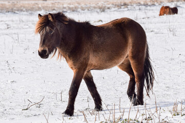 Fototapeta na wymiar Wild horses in the snow