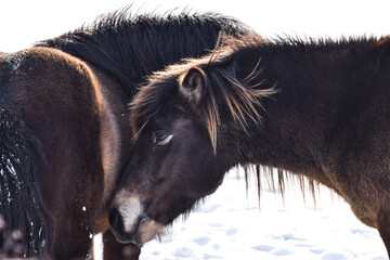 Wild horses in the snow