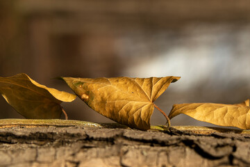 Fototapeta premium Autumn leaves in focus in the park of bark