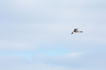 Fototapeta na wymiar Goose flying in the pastel blue winter sky