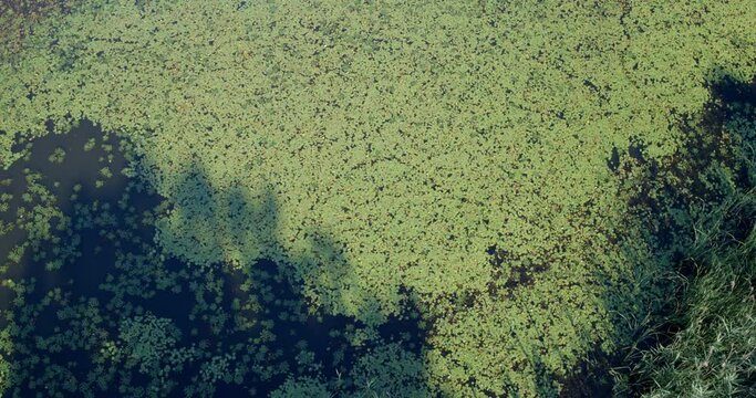 Aerial view of overgrown fishponds with water chestnut, Crna Mlaka