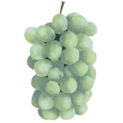 シャインマスカット(手描き)