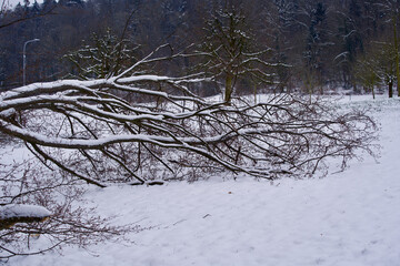 Snow covered fallen tree in winter at Zurich, Switzerland.
