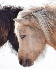 Naklejka na ściany i meble Wild horses in the snow