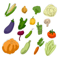 A large set of vector vegetables. Hand-drawn vegetables. Pumpkin, beetroot, cabbage, broccoli, carrot, pepper, asparagus, cucumber, tomato, onion, corn, mushroom, zucchini, eggplant.
