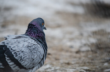 Grey and purple feral pigeon in close-up