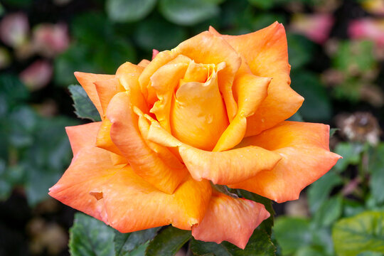 Rose Razzle Dazzle (rosa) a floribunda spring summer flowering plant with an orange yellow summertime flower, stock photo image