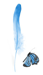 Beautiful color feather and butterfly isolated on white background