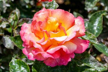 Rose Shelia's Perfume (rosa) a floribunda spring summer flowering plant with a yellow red summertime flower, stock photo image
